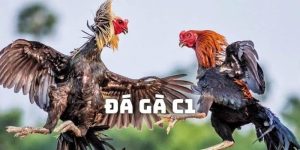 Đá Gà C1 - Giải Đấu Cuốn Hút Không Nên Bỏ Lỡ Tại J88
