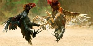 Đá Gà Đòn Là Gì Và Những Chiến Thuật Cá Cược Đỉnh Cao