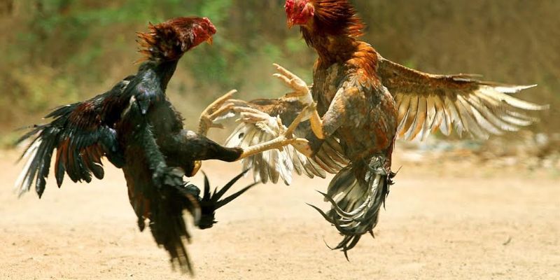 Đá Gà Đòn Là Gì Và Những Chiến Thuật Cá Cược Đỉnh Cao