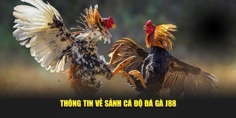Chọi gà là chuyên mục được yêu thích bậc nhất tại J88